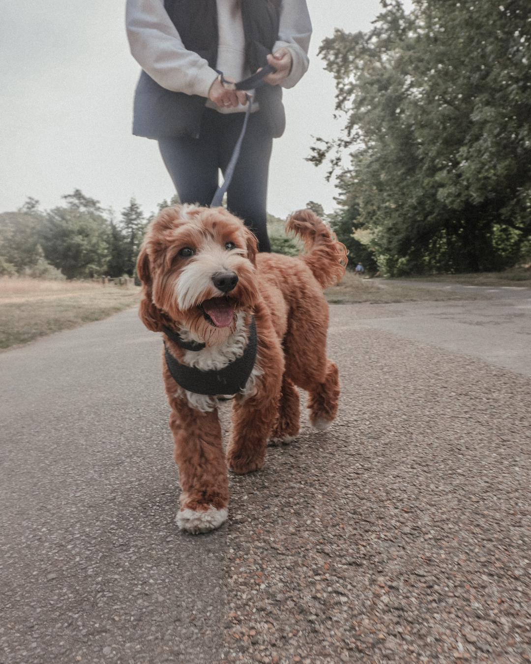 Walking Bundles